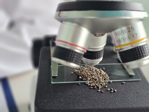 A microscope examines tiny chia seeds on a glass slide in a laboratory