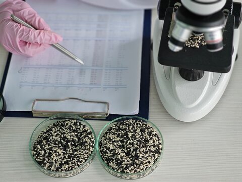 Researcher examines seeds under microscope in a laboratory