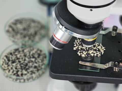 Microscope examines seeds in a lab setting concept