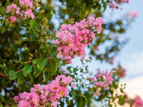 Lagerstroemia indica , or Indian lilac ( Latin- Lagerstroemia indica ) is a species of plant in the genus Lagerstroemia. Floral background. Natural wallpaper.