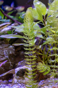 Lush green hornwort plant grows vertically on small pebble gravel substrate inside freshwater aquarium tank near natural stones and other broadleaf aquatic vegetation.