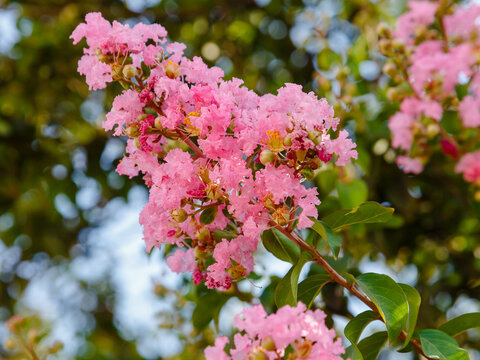 Lagerstroemia indica , or Indian lilac ( Latin- Lagerstroemia indica ) is a species of plant in the genus Lagerstroemia. Floral background. Natural wallpaper.