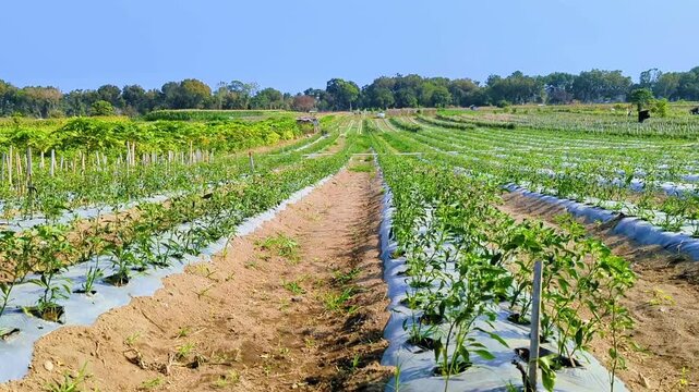 extensive green chili pepper plantation with plastic mulch system 