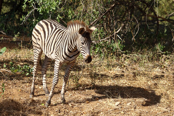 Steppenzebra / Burchell's zebra / Equus quagga burchellii © Ludwig