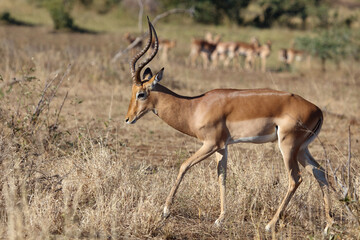 Fototapeta premium Schwarzfersenantilope / Impala / Aepyceros melampus