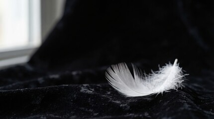 Delicate white feather on textured black surface with soft light © Dmitry