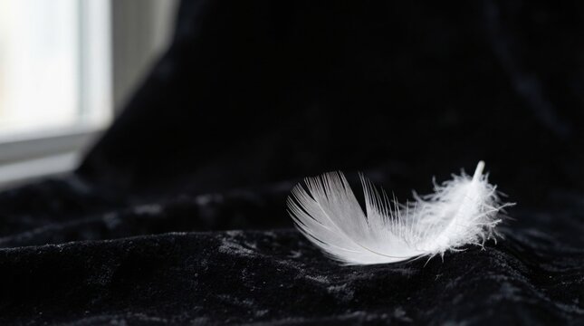 Delicate white feather on textured black surface with soft light