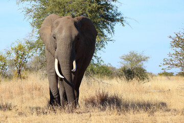 Fototapeta premium Afrikanischer Elefant / African elephant / Loxodonta africana