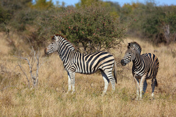 Obraz premium Steppenzebra / Burchell's zebra / Equus quagga burchellii