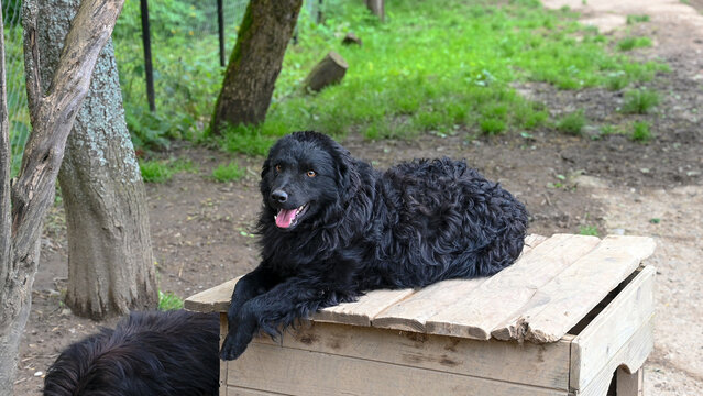 Croatian Sheepdog (Hrvatski ovčar) sitting by its wooden doghouse.
Black Croatian Sheepdog resting next to a kennel in a rural yard.