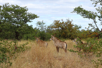 Naklejka premium Roanantilope oder Pferdeantilope / Roan antelope / Hippotragus equinus