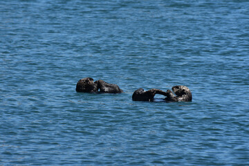 Cute Pair of Sea Otters Playing with their Flippers © dejavudesigns