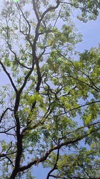 Spreading green tree canopy against bright Yogyakarta blue sky