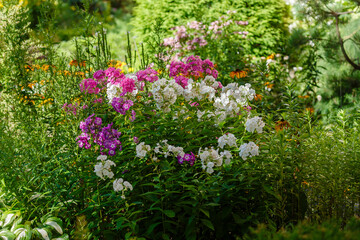 Fototapeta premium A group of garden phlox (лат. Phlox paniculata) blooms in the garden in summer