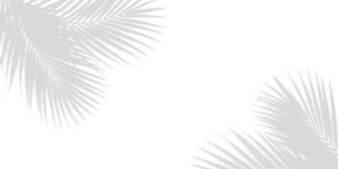 Minimalist palm leaf shadows on white background for overlay design with summer vacation, background © MdIsmail