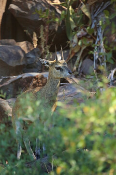 Klippspringer / Klipspringer / Oreotragus oreotragus
