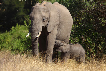 Fototapeta premium Afrikanischer Elefant / African elephant / Loxodonta africana