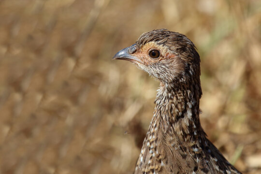 Swainsonfrankolin / Swainson's francolin or Swainson's spurfowl / Pternistis swainsonii