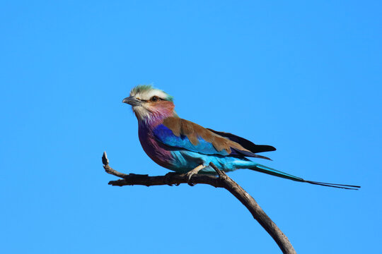 Gabelracke / Lilac-breasted roller / Coracias caudatus
