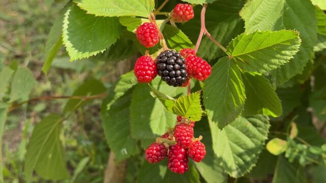 Blackberries on the bush on a sunny day