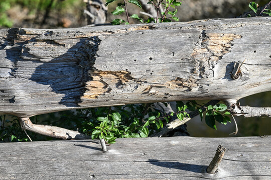 Arbre mort scolyte conifere