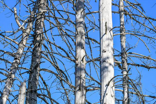 Arbre mort scolyte conifere