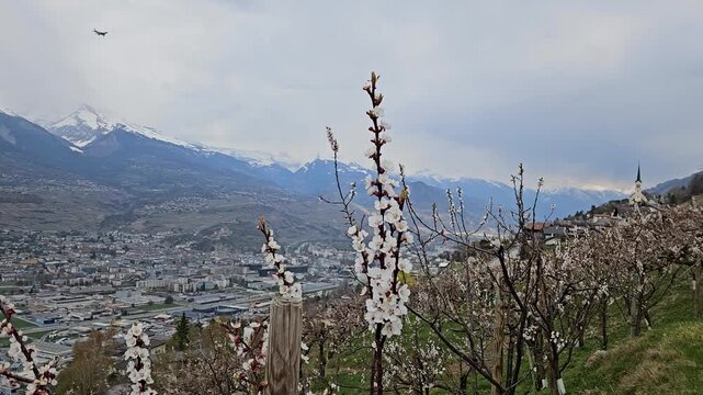 Apricot blossom frames a panoramic alpine valley with snow-covered mountains overlooking Sion in Valais, Switzerland during the spring flowering season