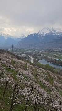 Vertical panning view, blooming apricot orchards with a dramatic alpine mountain backdrop, filmed above Sion in Valais, Switzerland during the spring blossom season