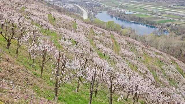 Blossoming apricot orchards with a dramatic alpine mountain backdrop, filmed above Sion in Valais, Switzerland during the spring season, panning view