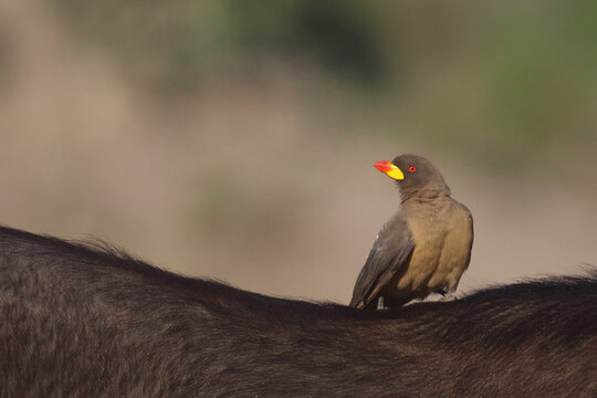Gelbschnabel-Madenhacker / Yellow-billed oxpecker / Buphagus africanus