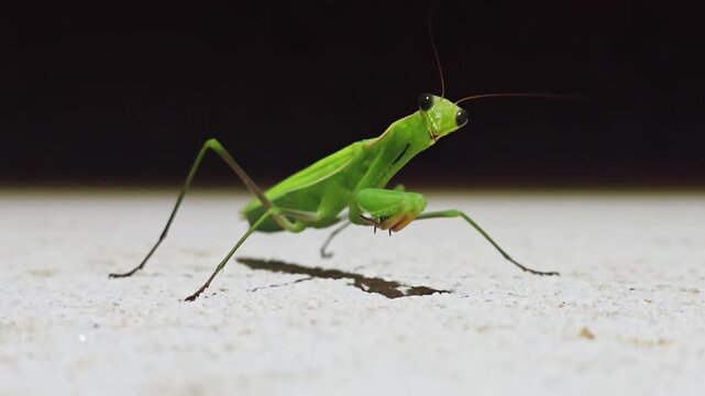 Extreme macro close-up of a praying mantis filmed at night, revealing its large compound eyes and subtle head movements against a dark natural background.