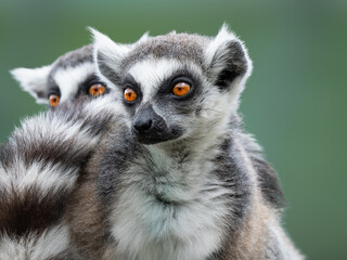 Obraz premium Two ring-tailed lemurs looking side close-up portrait on green background.