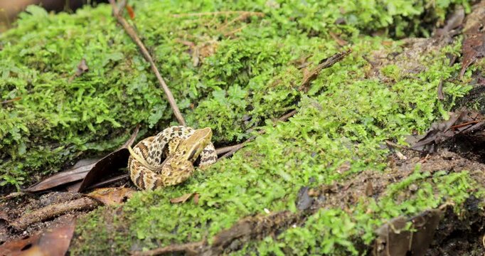 Motionless Jararaca in nature. Forest scene. Close up, static, high angle
