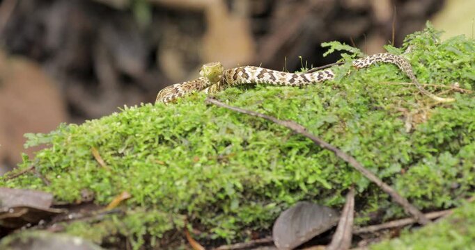 Jararaca amidst vegetation subtly shakes its tail. Close up, static