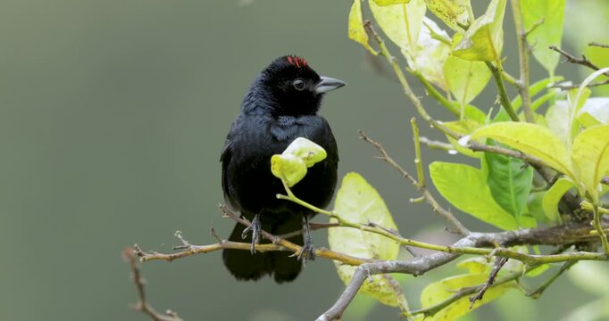Close up static shot of Ruby-crowned tanager perched on branch