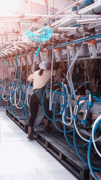 Dairy worker operates automated milking parlor machinery for cows, managing multiple stations simultaneously in a modern industrial farm environment, vertical photo