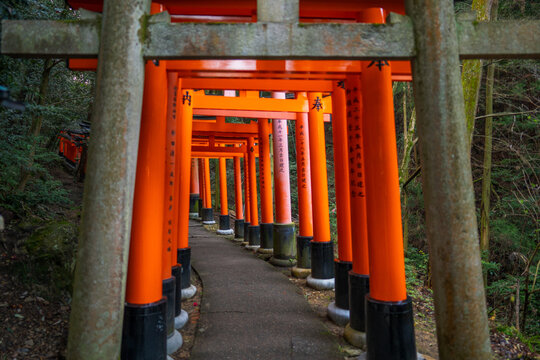 Kyoto, Japan - 08 March 2020: View of Senbon Torii at Fushimi Inari Shrine with rows of vibrant orange torii gates lining the stone pathway through the forest.