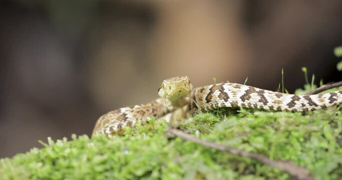 Forest scene with motionless Jararaca looking at camera. Close up, static