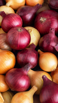 Array of red and yellow onions close up displaying natural textures and vibrant colors for culinary use and market display vertical photo