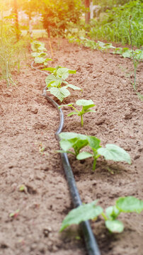 Young green sprouts of cucumber plants thrive in fertile brown soil with a drip irrigation system hose providing water in a sunny outdoor garden, vertical photo