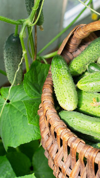 Freshly harvested cucumbers fill rustic woven basket near cucumber plant vine with green leaves in bright daylight, summer harvest garden produce vertical photo