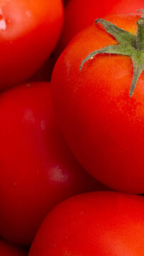 Vibrant red ripe tomatoes with fresh green stem and glistening water droplets, natural organic produce texture, healthy cooking ingredient, bright color studio closeup vertical photo