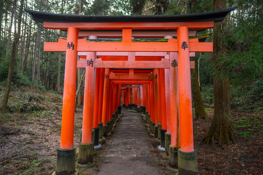 Kyoto, Kyoto, Japan - 08 March 2020: View of the iconic Senbon Torii gates at Fushimi Inari Shrine, featuring vibrant orange torii structures lining a stone path through a serene forest setting.