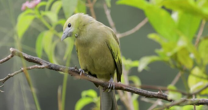 Close up of Palm tanager looking around and flying off. Static