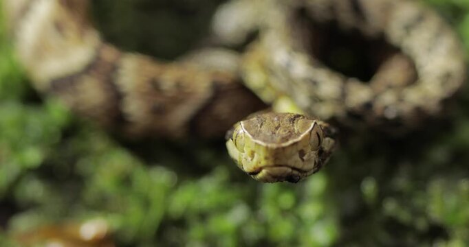 Close up of Jararaca head staring fixedly at camera. Blur background, static