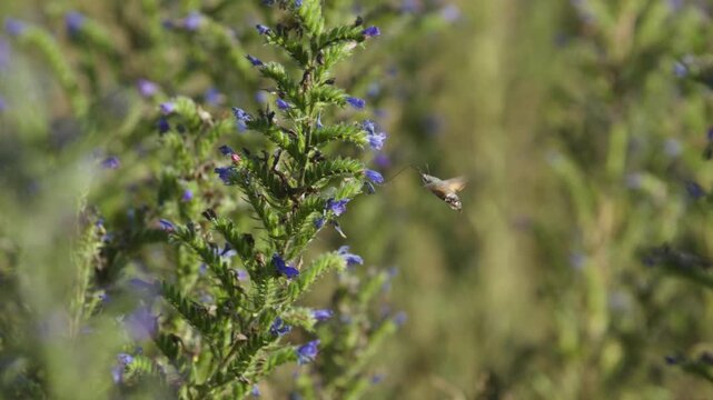 Hummingbird hawk-moth hovers at blueweed flower to collect nectar with proboscis