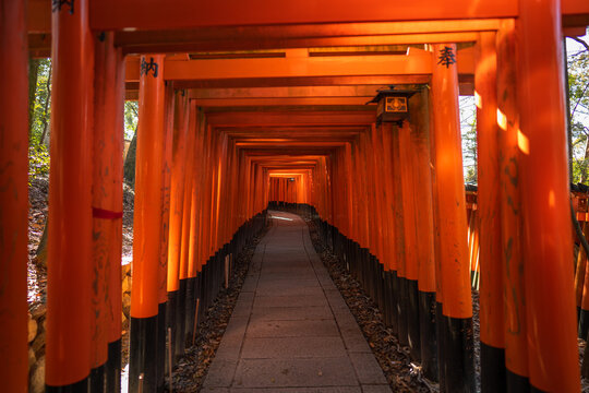 Kyoto, Japan - 09 March 2020: View of the iconic Senbon Torii gates at Fushimi Inari Shrine, featuring rows of vibrant orange torii gates lining a stone pathway through the forest.