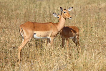 Naklejka premium Schwarzfersenantilope / Impala / Aepyceros melampus