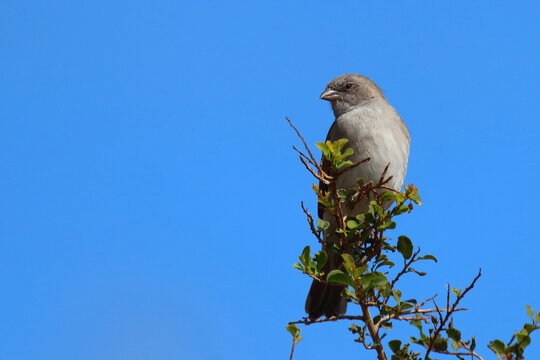 Damarasperling / Southern grey-headed sparrow / Passer diffusus