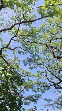 Leafy tree canopy framing blue sky in Yogyakarta